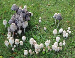 A great variety of growth stages of the Shaggy Mane show in this picture. 